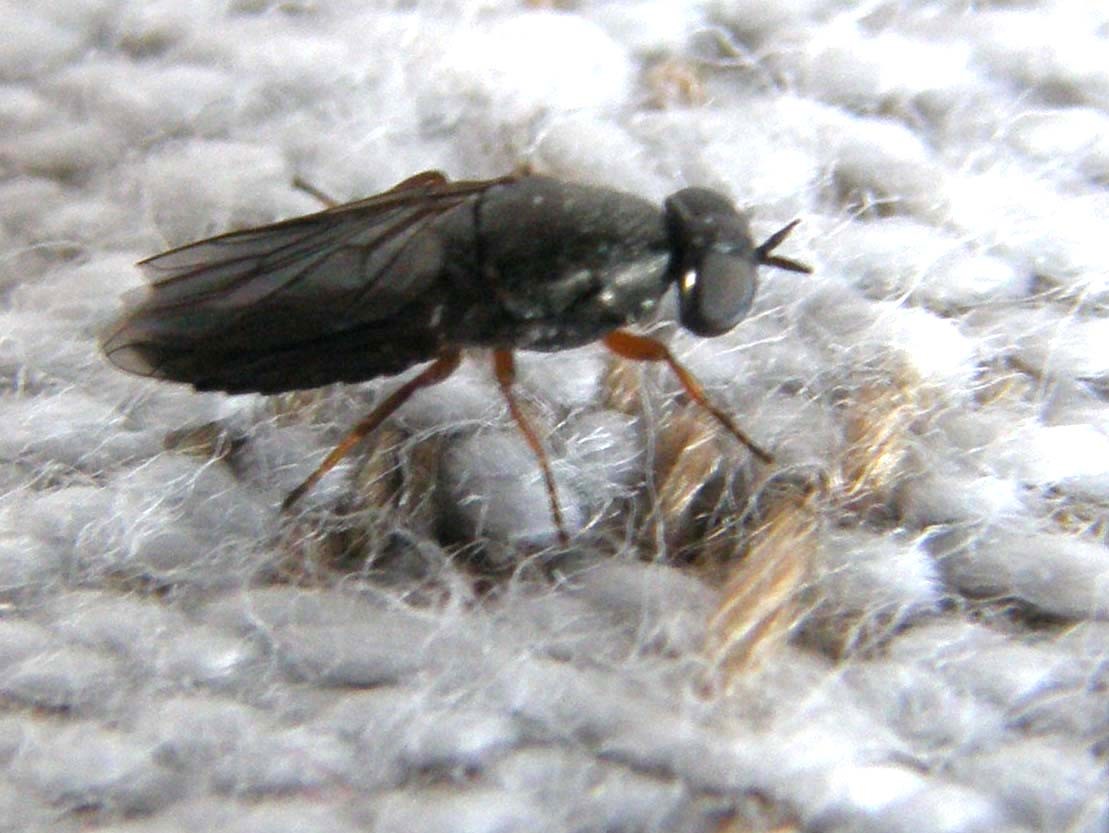 Scenopinus sp. ♀ (Scenopinidae)