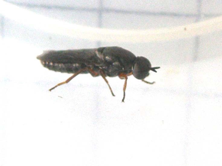 Scenopinus sp. ♀ (Scenopinidae)