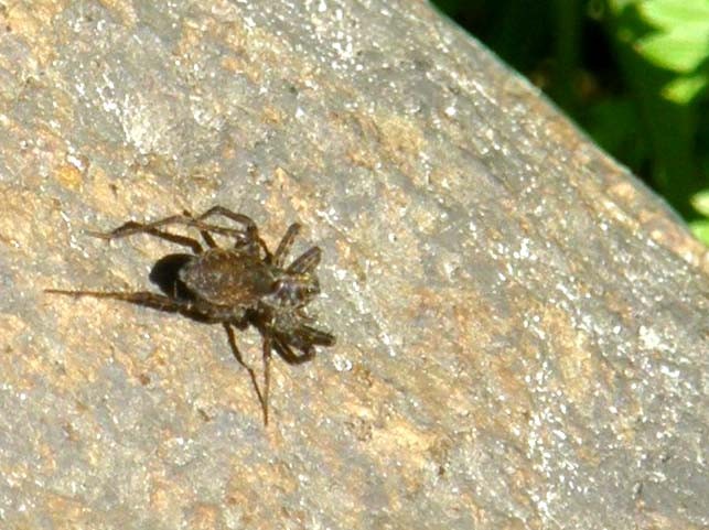 Pardosa sp.