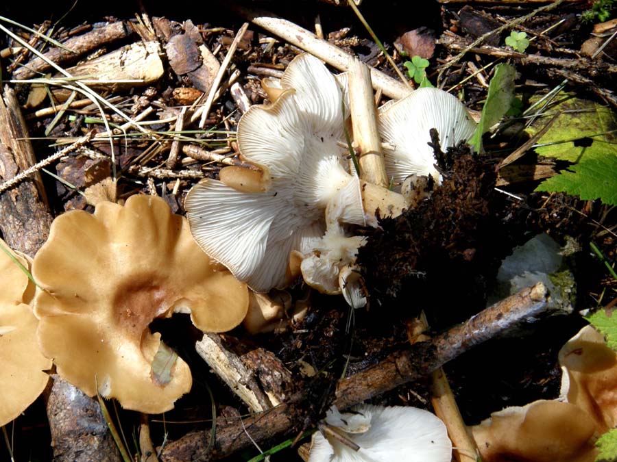 Bel gruppetto da identificare