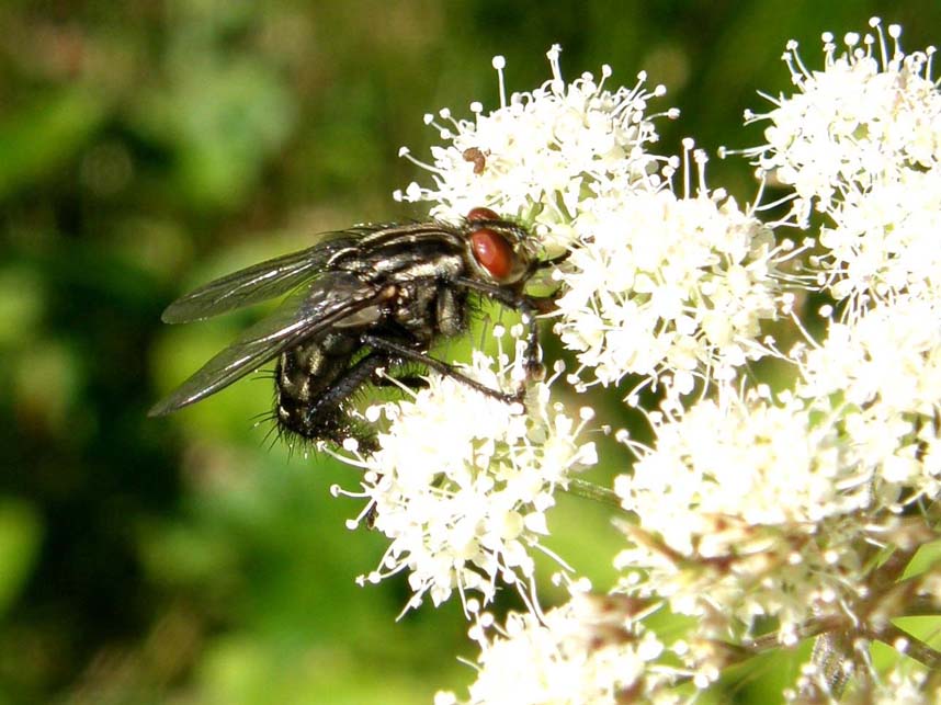 Altra mosca altoatesina Sarcophaga sp. (Sarcophagidae)