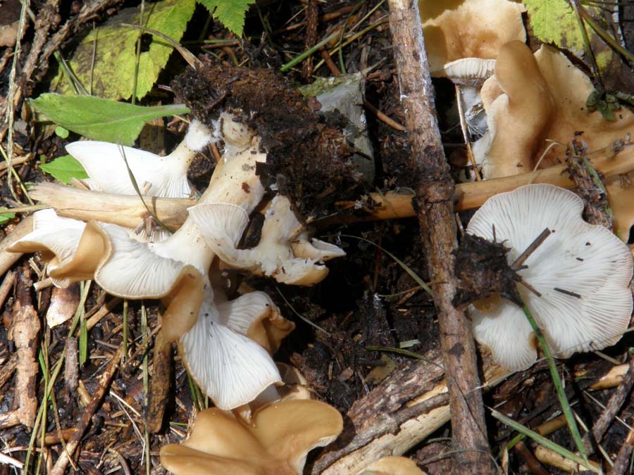 Bel gruppetto da identificare