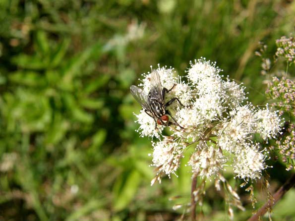 Altra mosca altoatesina Sarcophaga sp. (Sarcophagidae)