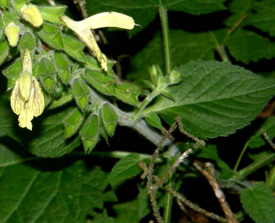 Salvia gialla - Salvia glutinosa