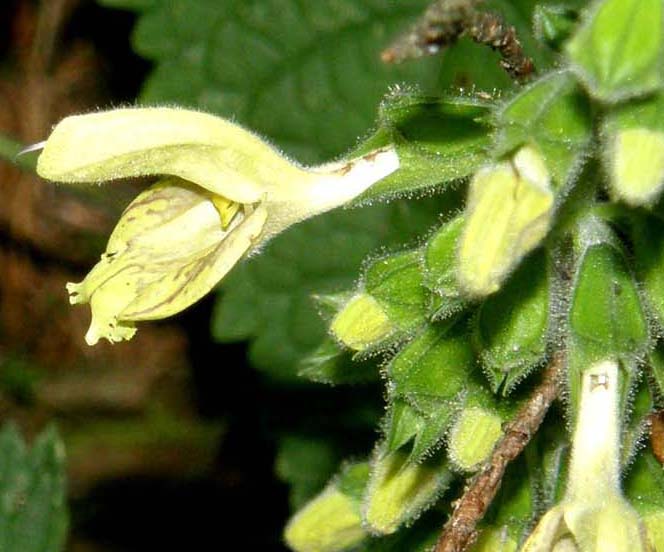 Salvia gialla - Salvia glutinosa