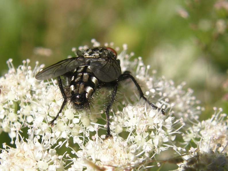 Altra mosca altoatesina Sarcophaga sp. (Sarcophagidae)