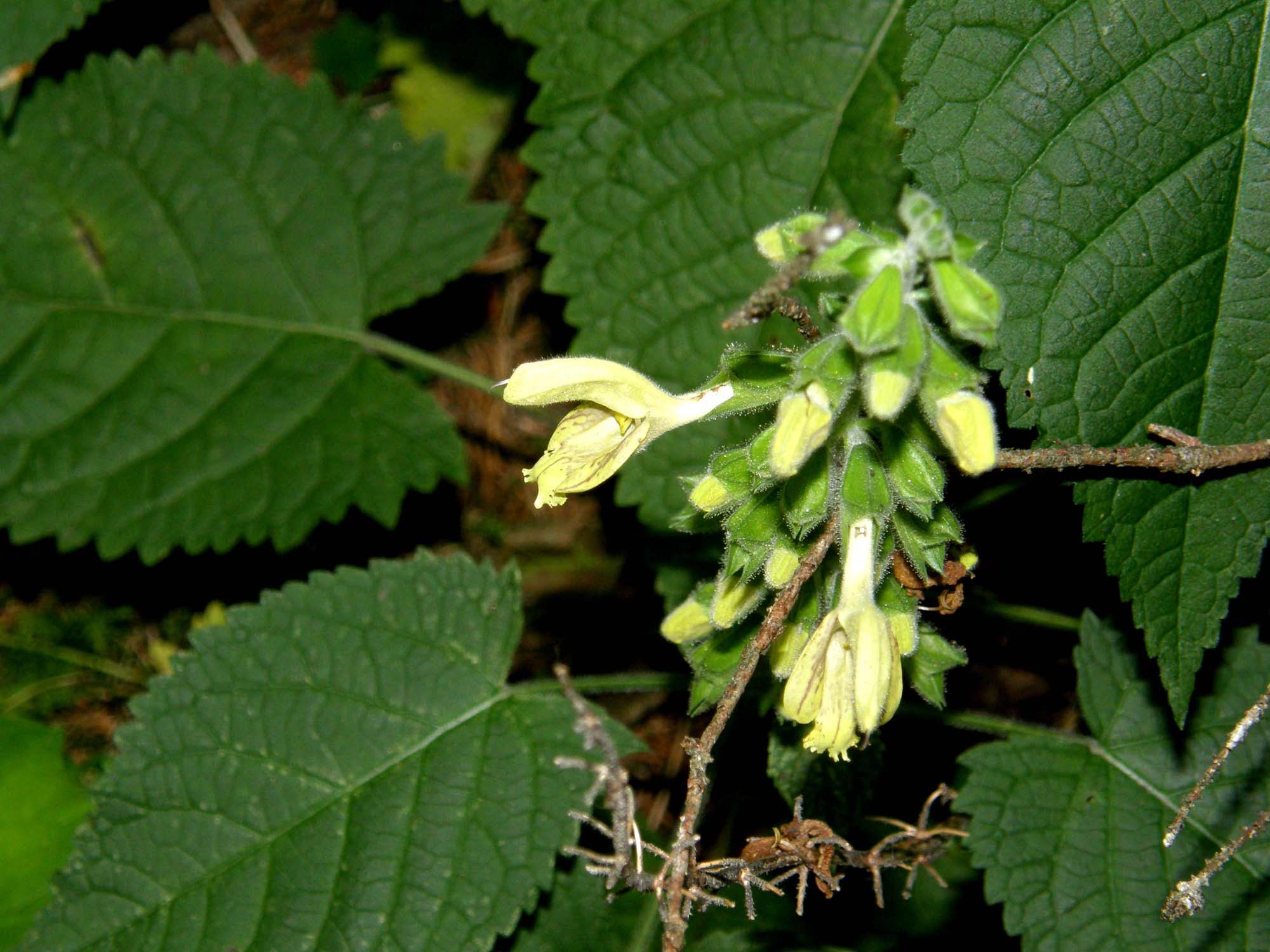 Salvia gialla - Salvia glutinosa