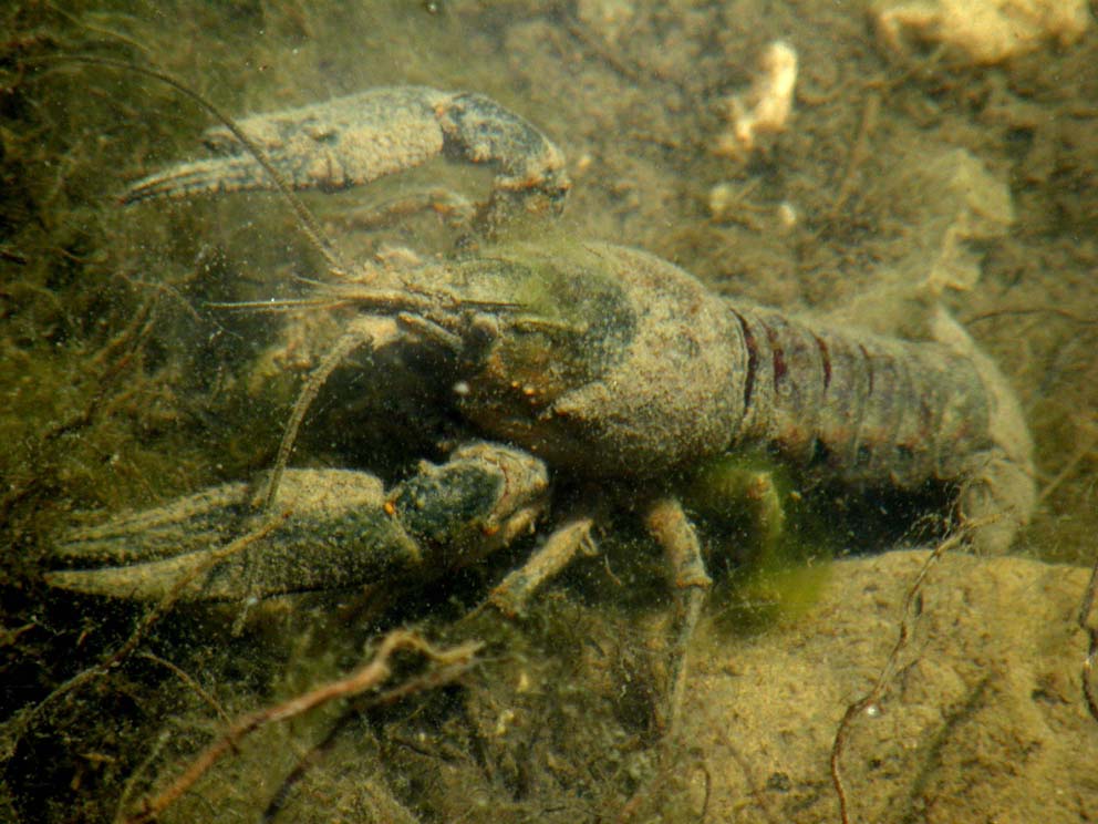 Gambero d''acqua dolce Orconectes limosus