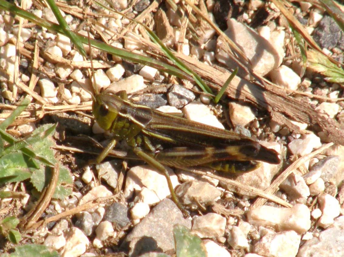 Cavalletta alpina - Arcyptera fusca maschio