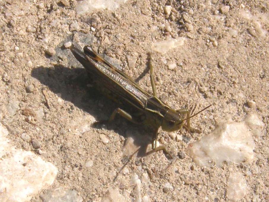 Cavalletta alpina - Arcyptera fusca maschio