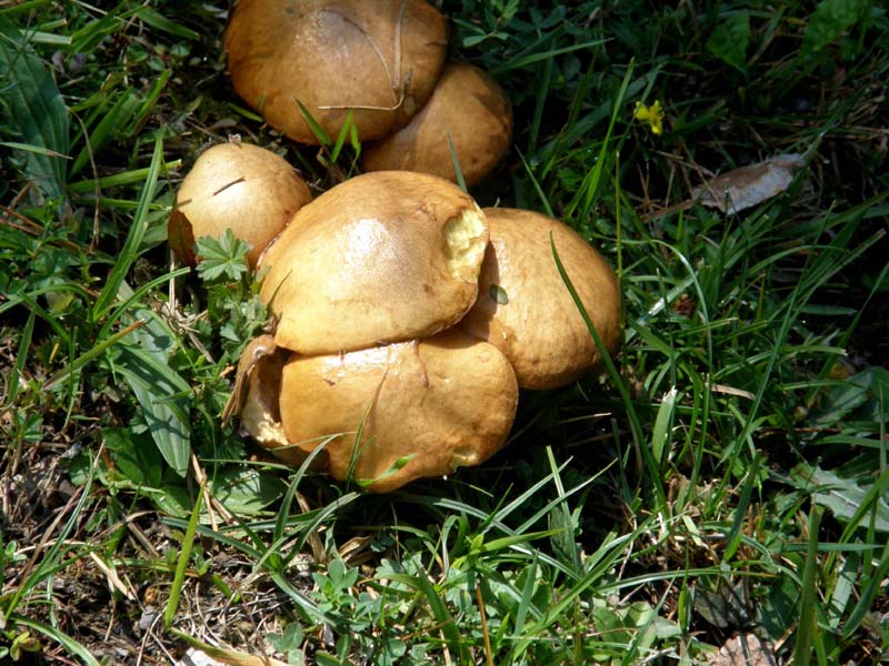 Suillus...?
