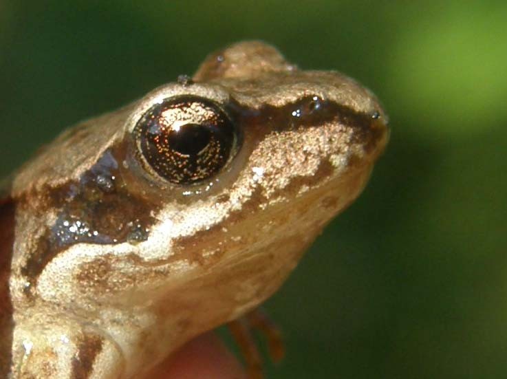 Rana temporaria