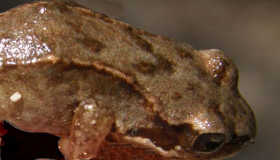 Rana temporaria