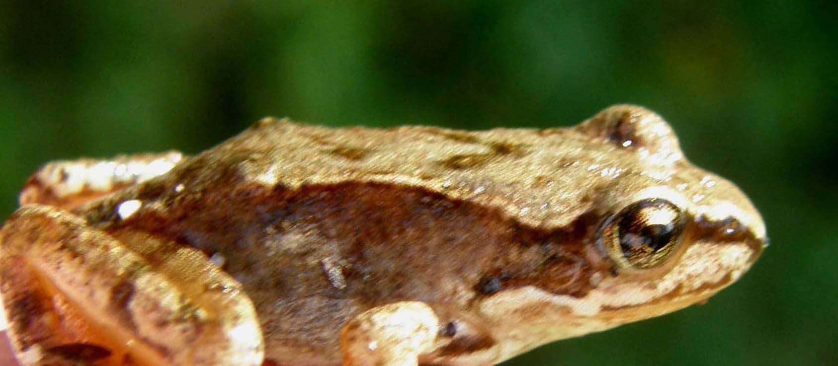 Rana temporaria