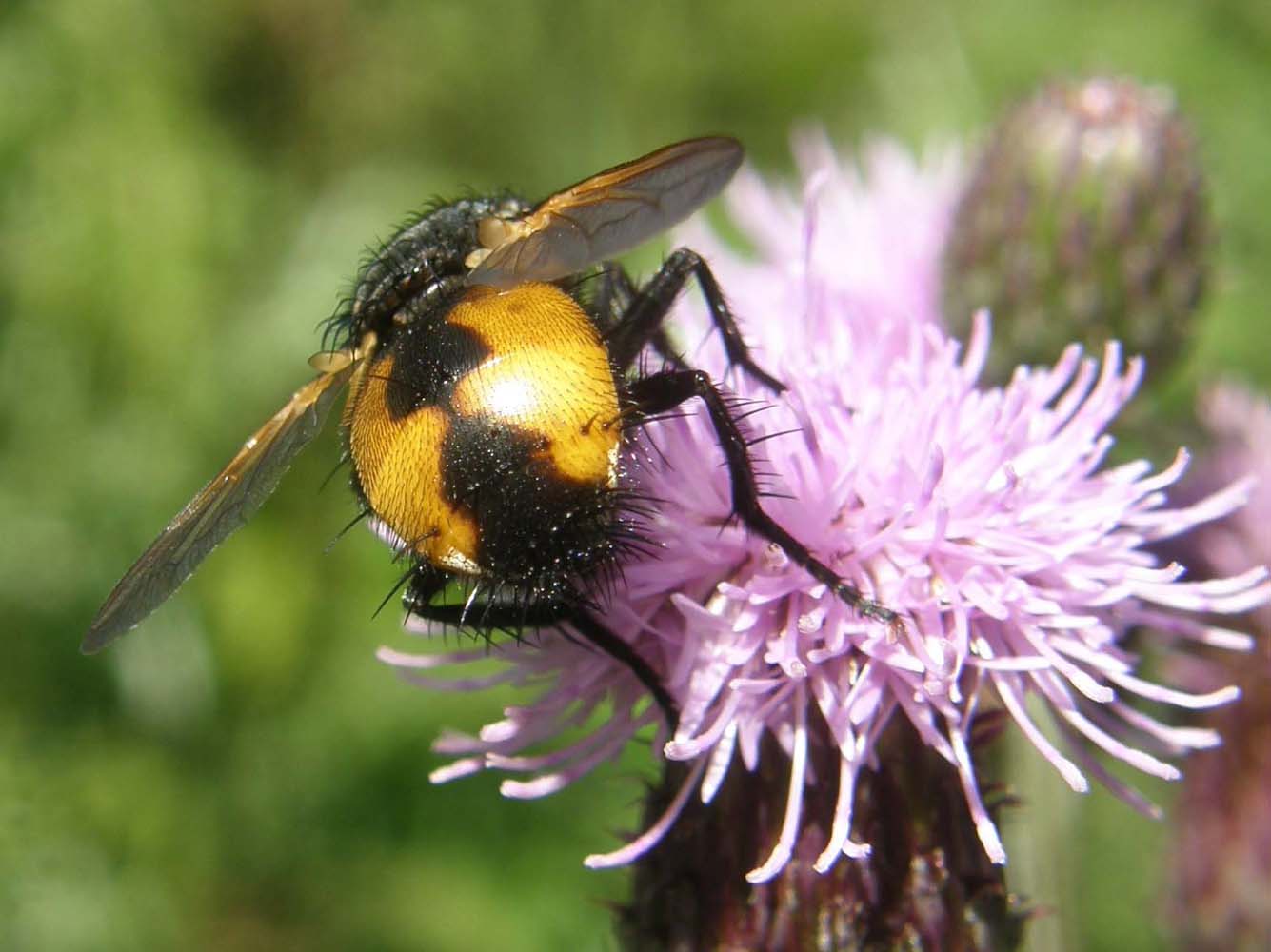 Addome giallo e nero: Nowickia ferox (Tachinidae)