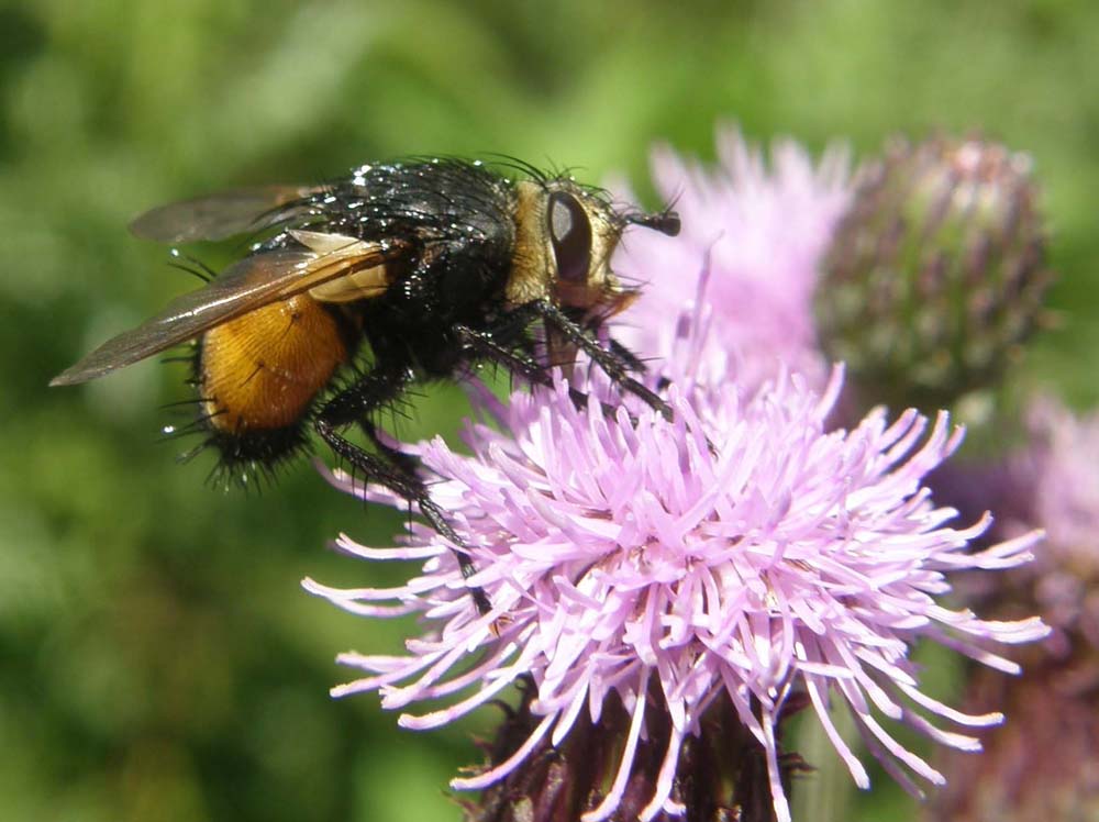 Addome giallo e nero: Nowickia ferox (Tachinidae)