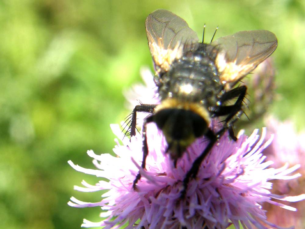 Addome giallo e nero: Nowickia ferox (Tachinidae)