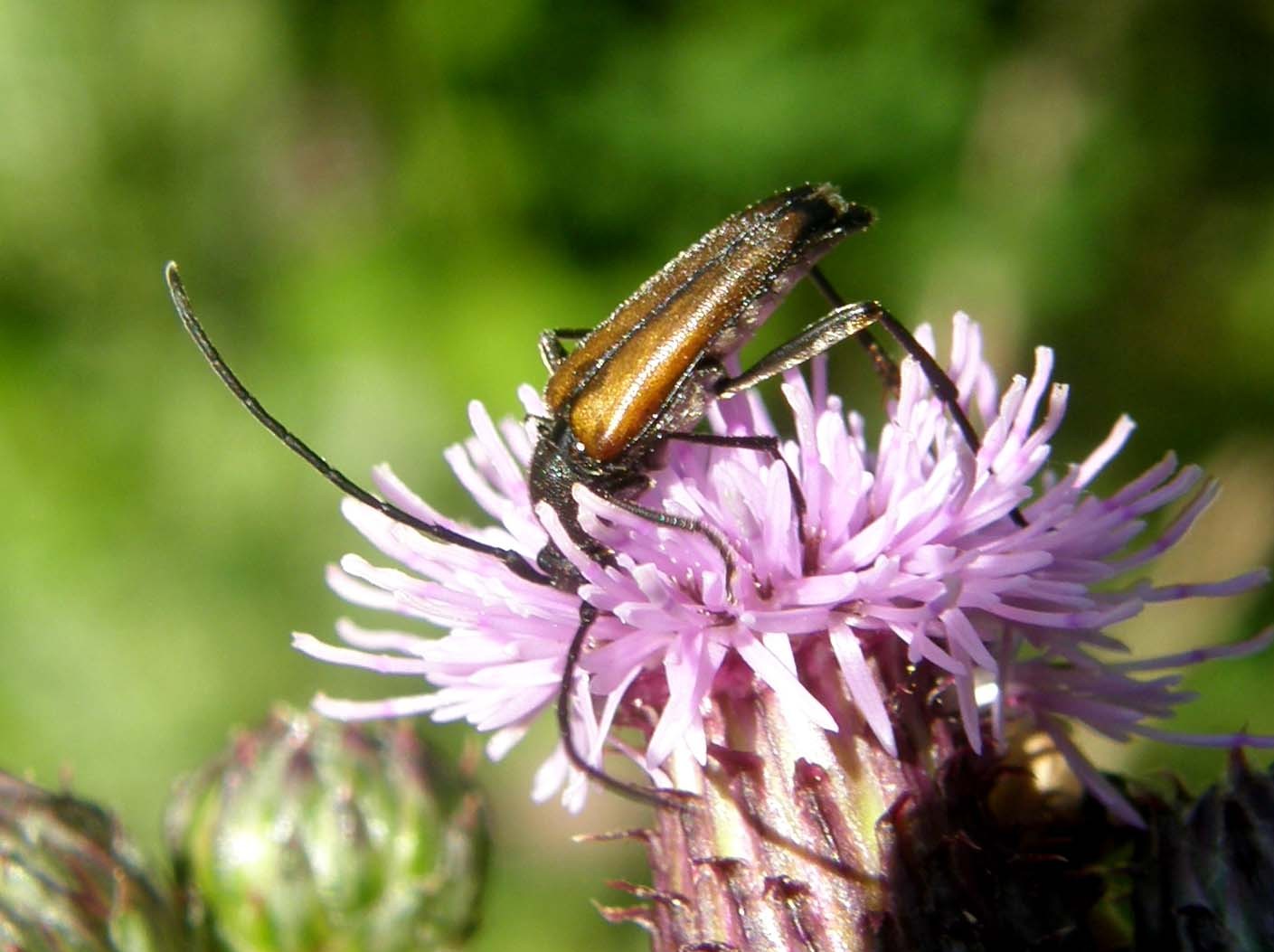 Stenurella melanura