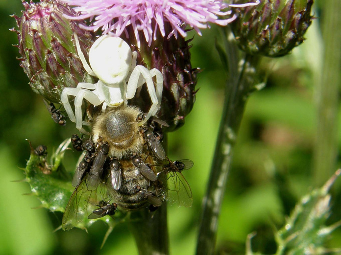 Moschine opportuniste - Milichiidae, Desmometopa sp.