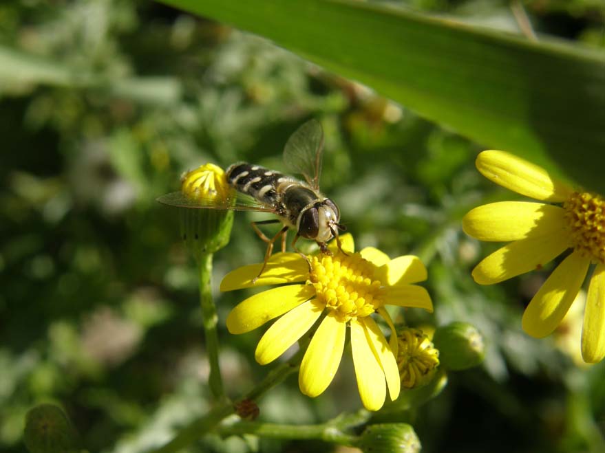 Syrphidae da identificare: Scaeva pyrastri