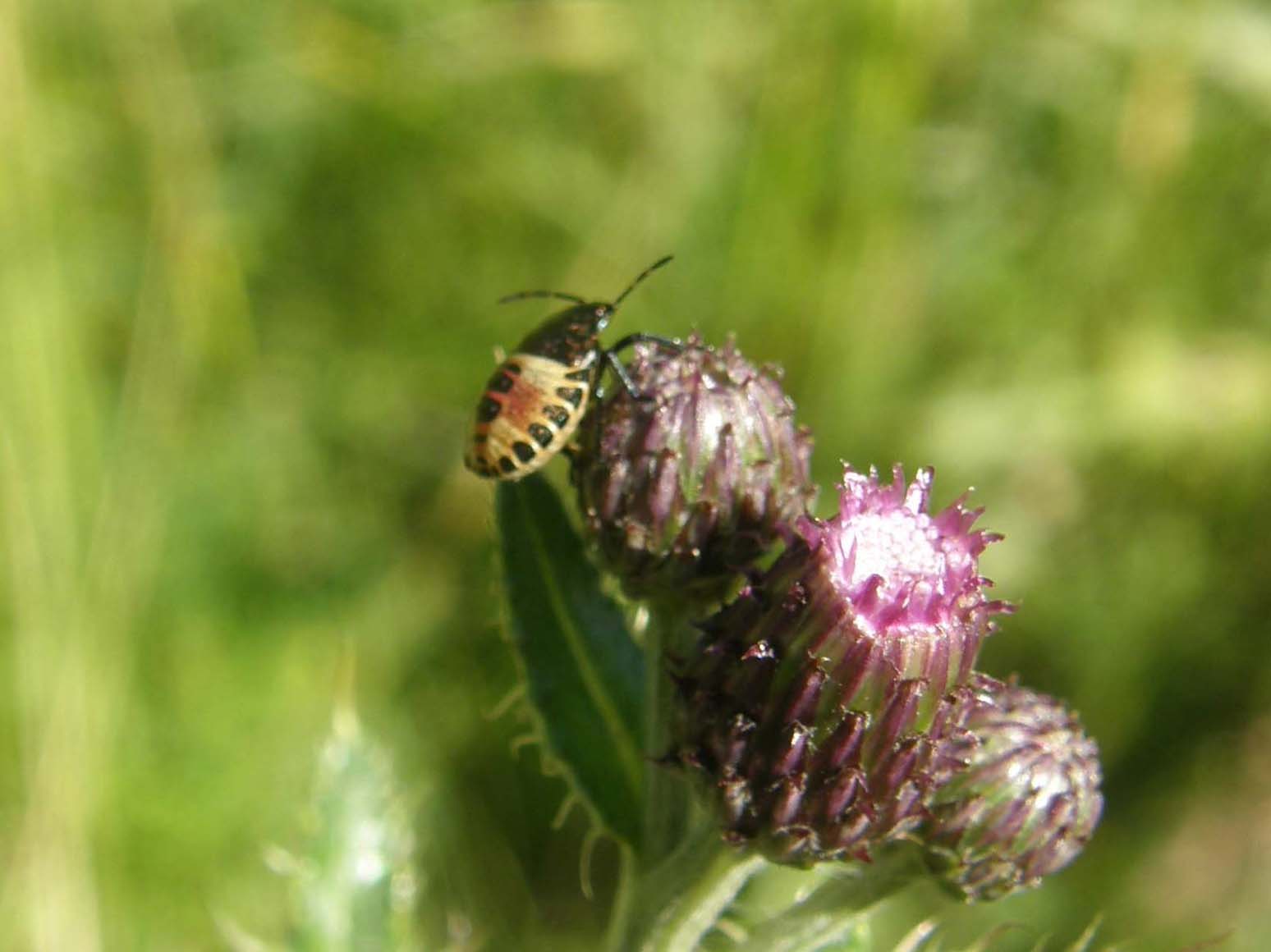Carpocoris (Carpocoris)cf. melanocerus