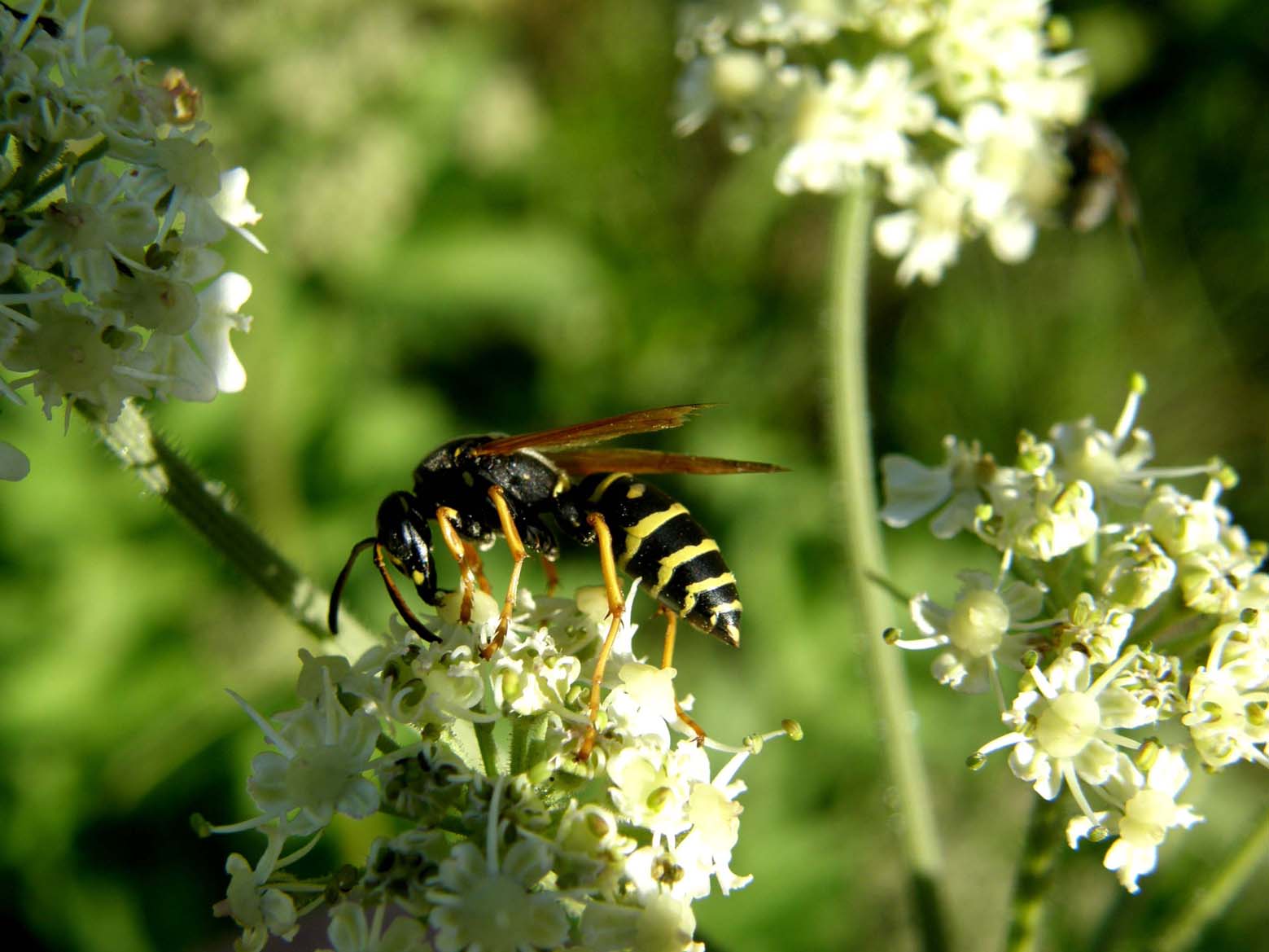 Polistes biglumis