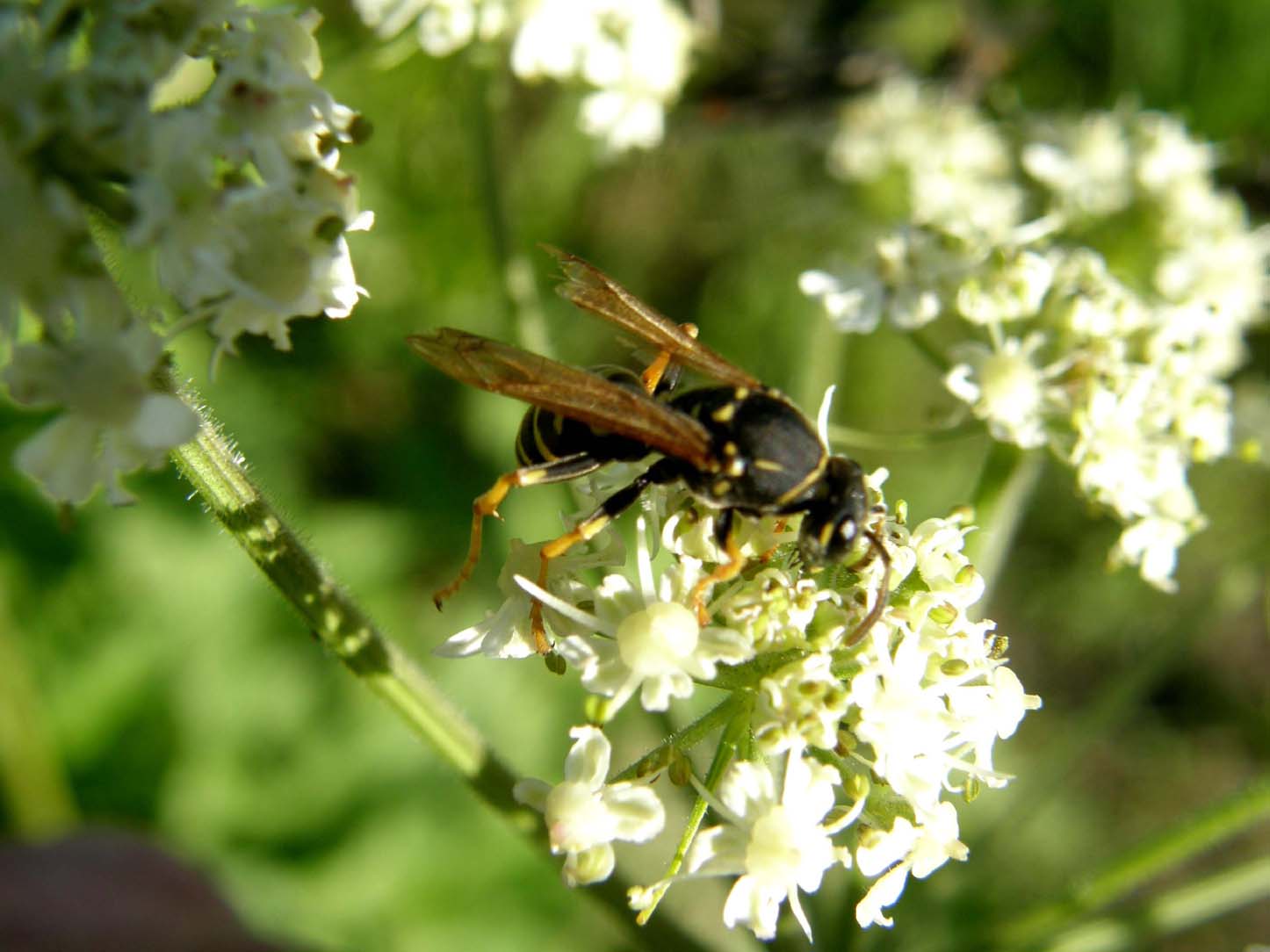 Polistes biglumis