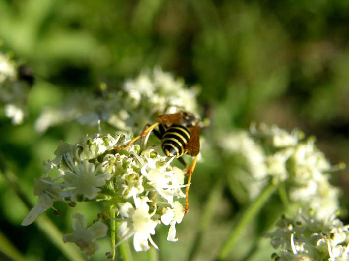 Polistes biglumis