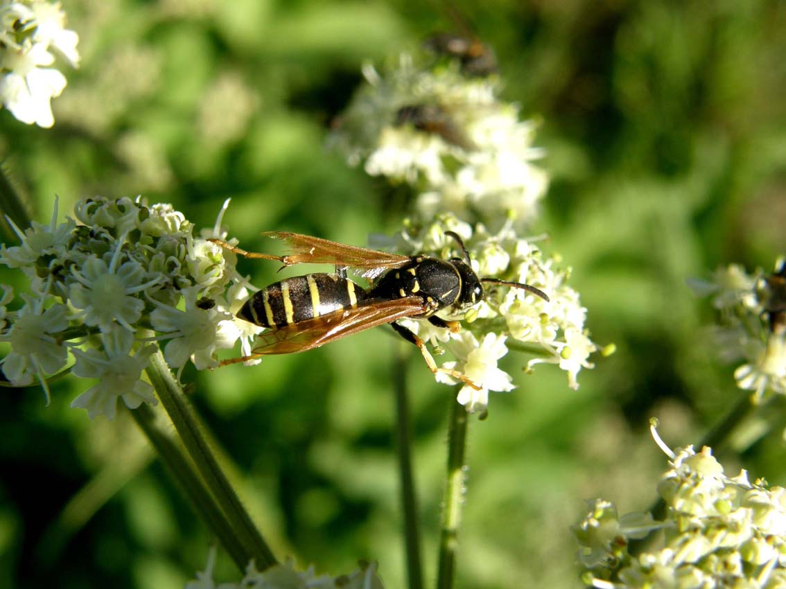 Polistes biglumis