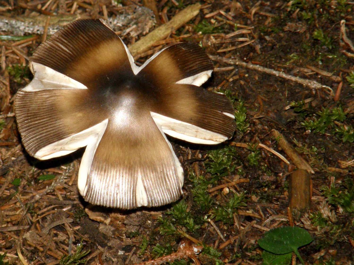 Cappello con bubbone al centro