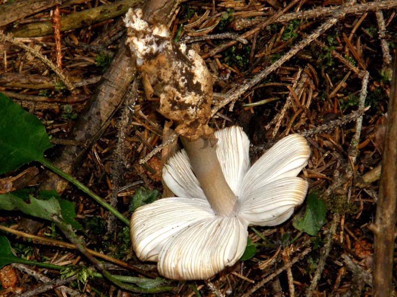 Cappello con bubbone al centro