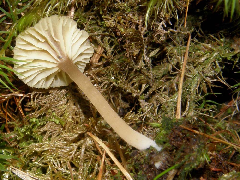 Cappello con disegno a linee radiali