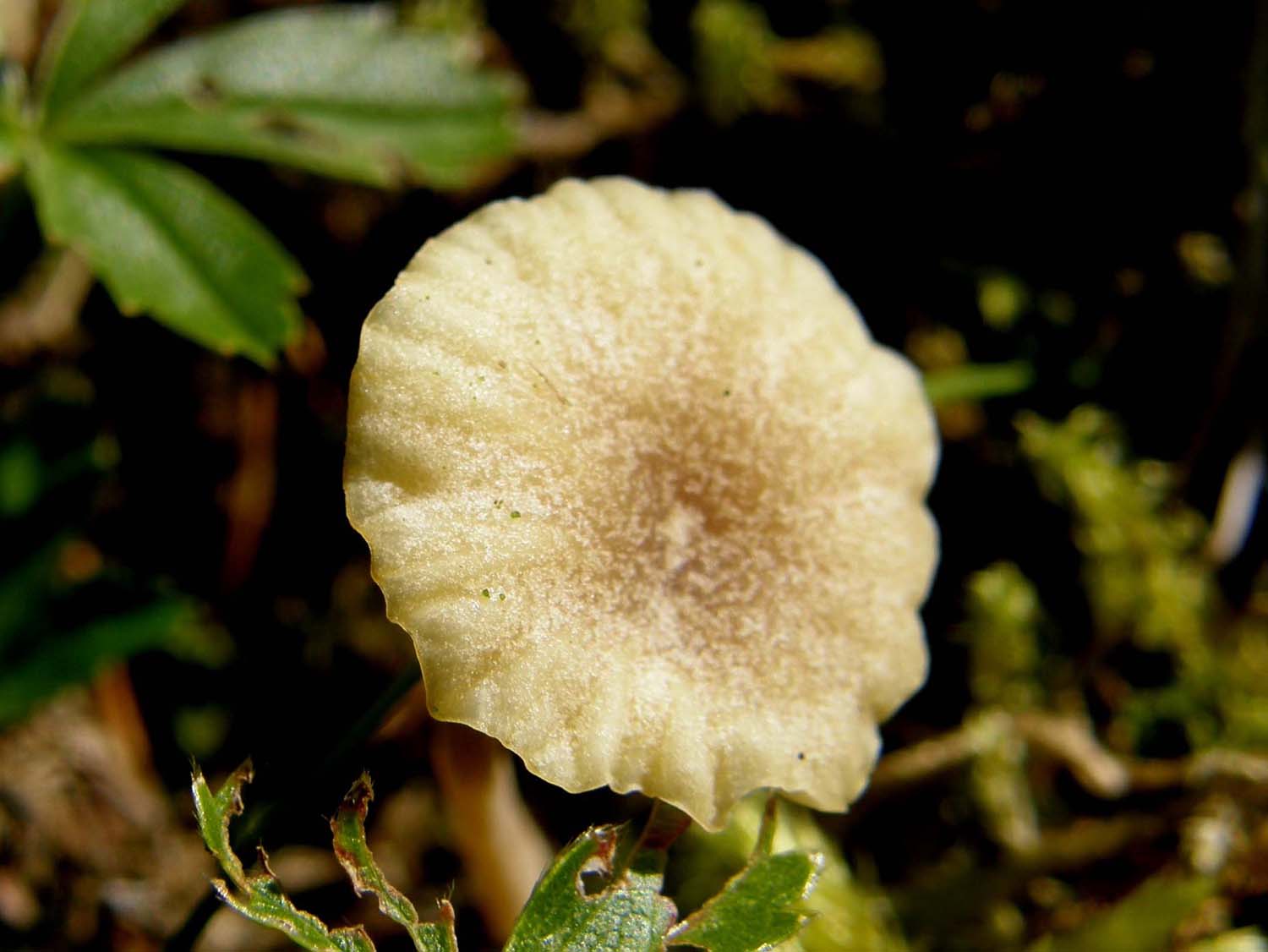 Cappello con disegno a linee radiali