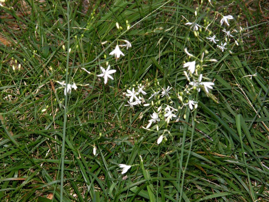 Anthericum ramosum / Lilioasfodelo minore