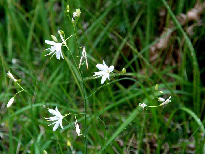 Anthericum ramosum / Lilioasfodelo minore