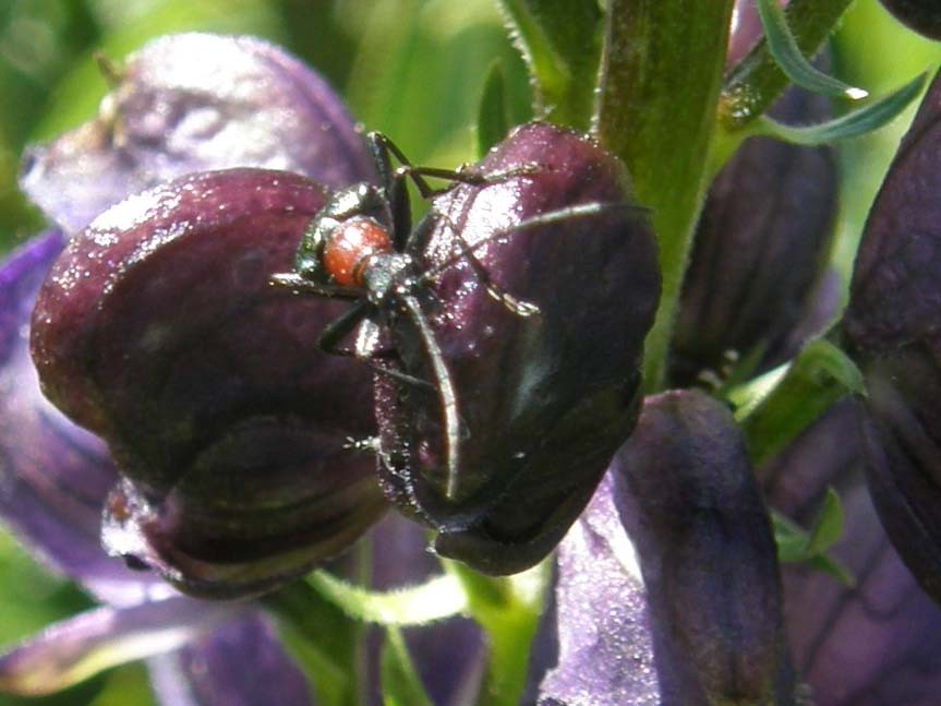 Cerambicidi altoatesini:Gaurotes virginea e Stenurella nigra