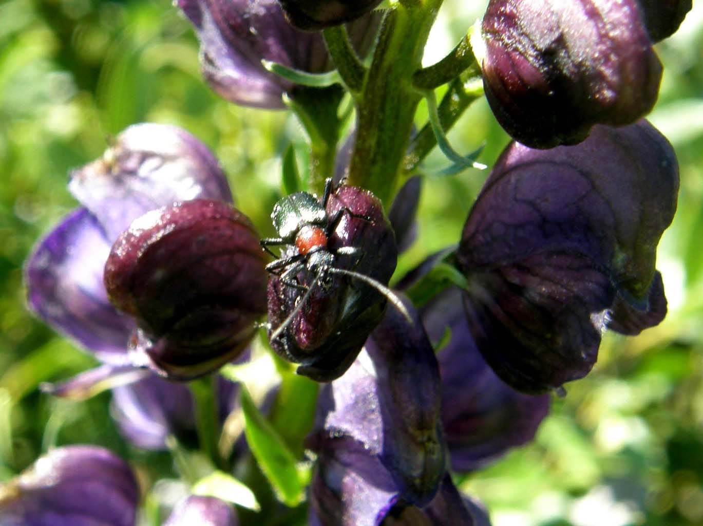 Cerambicidi altoatesini:Gaurotes virginea e Stenurella nigra