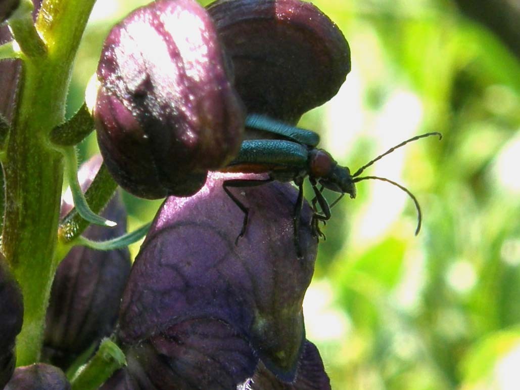 Cerambicidi altoatesini:Gaurotes virginea e Stenurella nigra