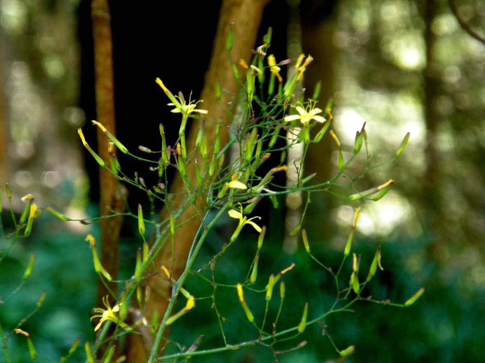 Mycelis muralis (=Lactuca muralis) / Lattuga dei boschi