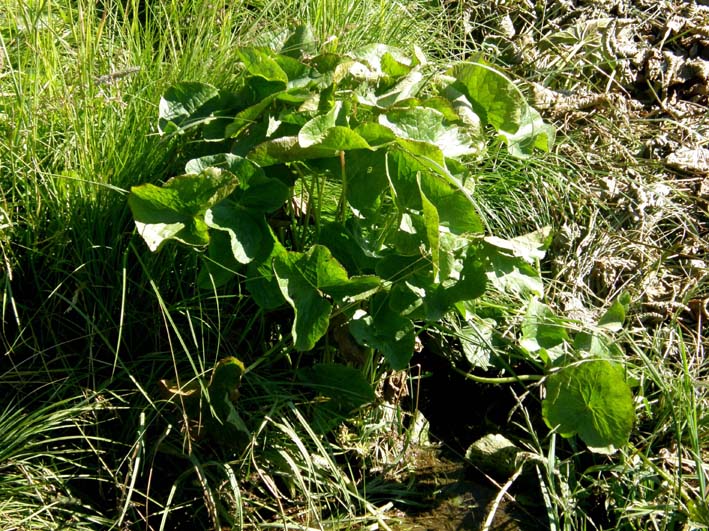 Grandi foglie su bordo di un ruscello - Caltha palustris