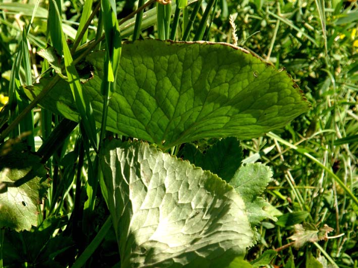 Grandi foglie su bordo di un ruscello - Caltha palustris