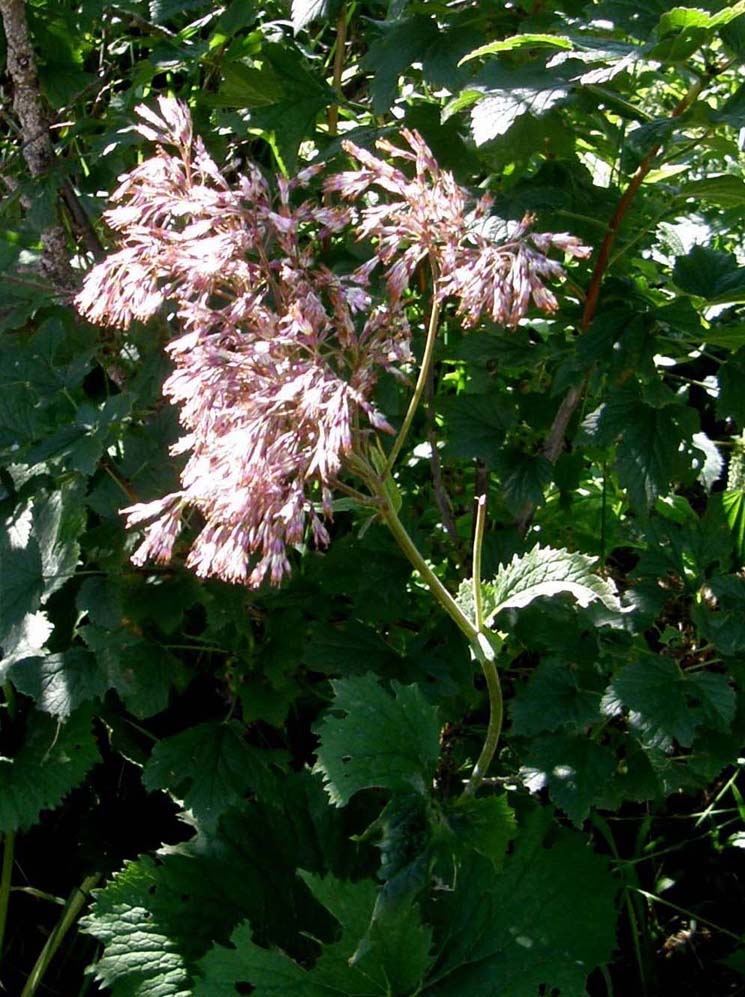 Adenostyles sp. (Asteraceae)
