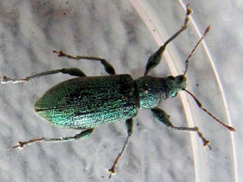 Phyllobius arborator - Curculionidae