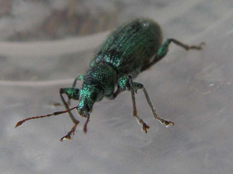 Phyllobius arborator - Curculionidae