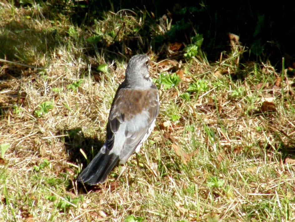 Tordo (?) da identificare:  Cesena