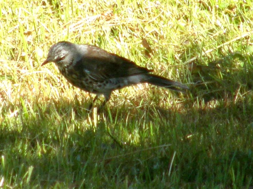 Tordo (?) da identificare:  Cesena