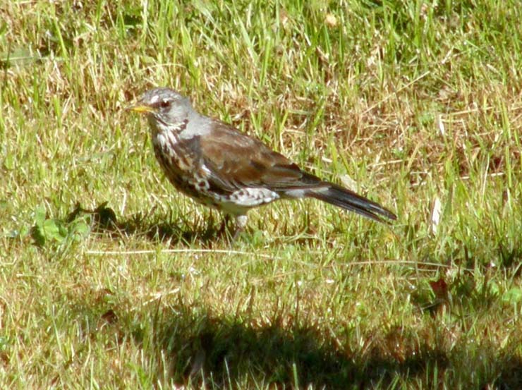 Tordo (?) da identificare:  Cesena