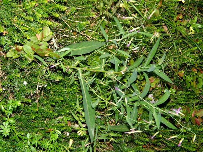 Sprazzi viola tra il verde - Prenanthes purpurea