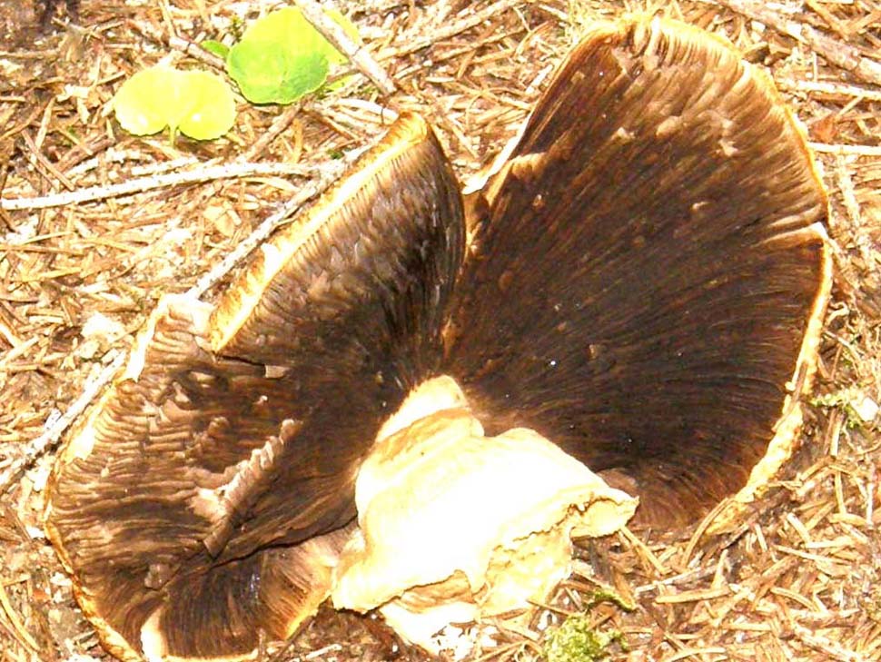 Raccolto e abbandonato