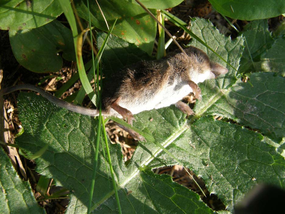Sorex sp. finito male